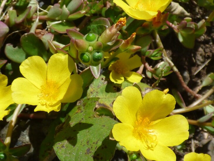 Moss Rose - Portulaca grandiflora