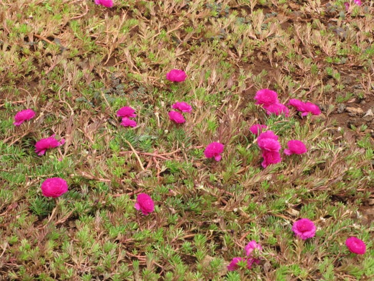 Moss Rose - Portulaca grandiflora