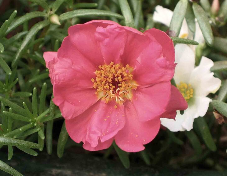 Moss Rose - Portulaca grandiflora