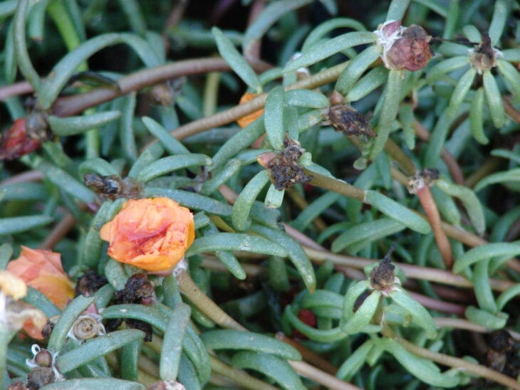 Moss Rose - Portulaca grandiflora