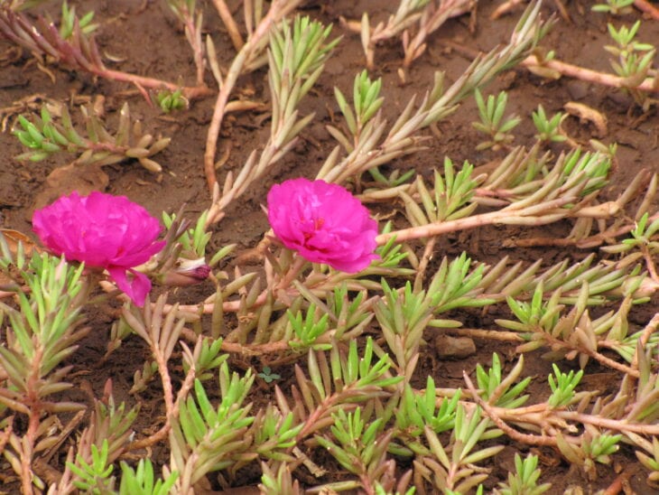 Moss Rose - Portulaca grandiflora