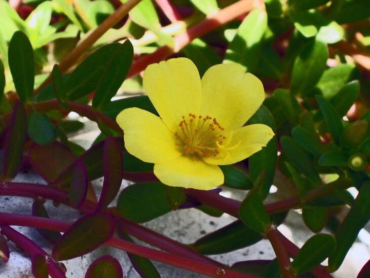 Moss Rose - Portulaca grandiflora