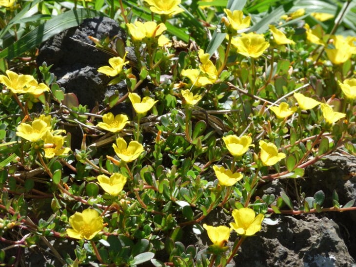 Moss Rose - Portulaca grandiflora