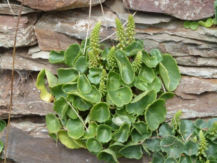 Navelwort - Umbilicus rupestris
