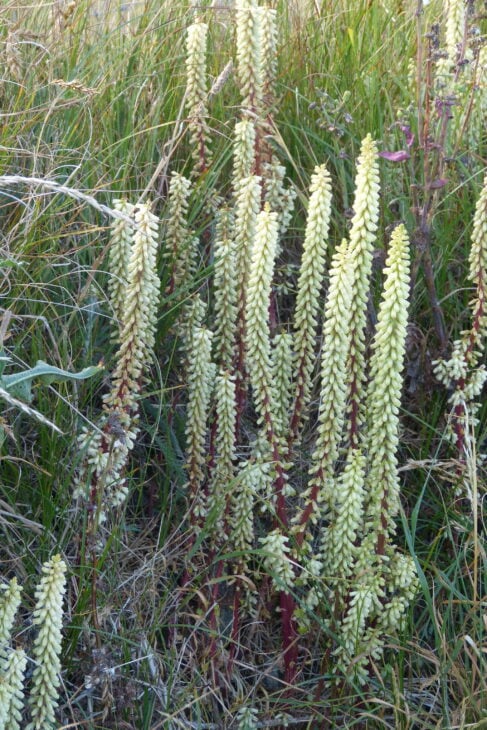 Navelwort - Umbilicus rupestris