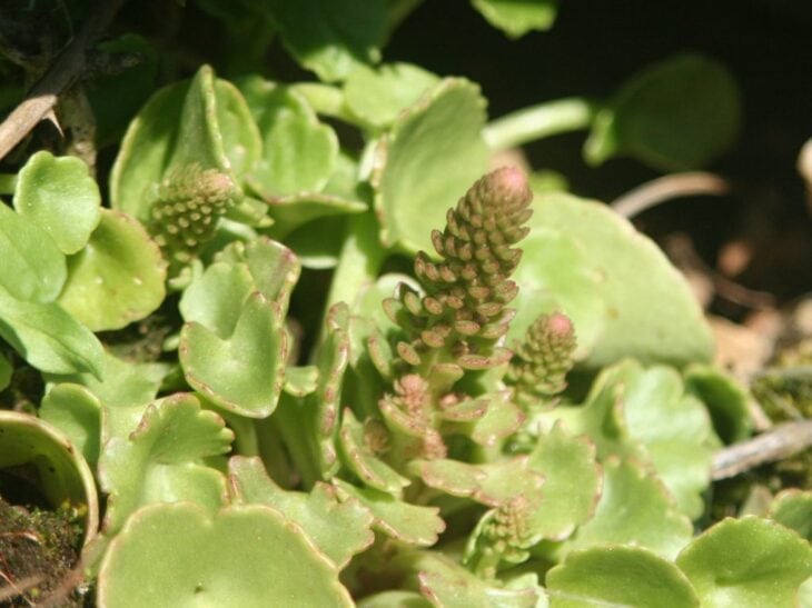 Navelwort - Umbilicus rupestris