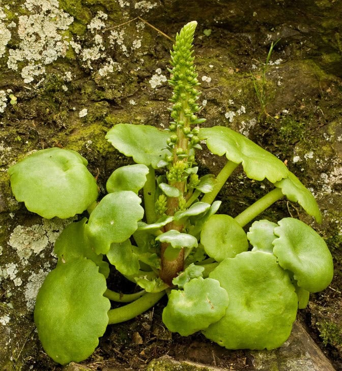 Navelwort - Umbilicus rupestris