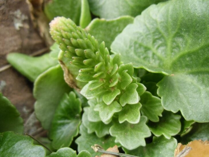 Navelwort - Umbilicus rupestris