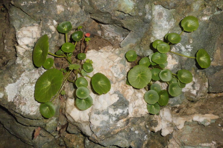 Navelwort - Umbilicus rupestris