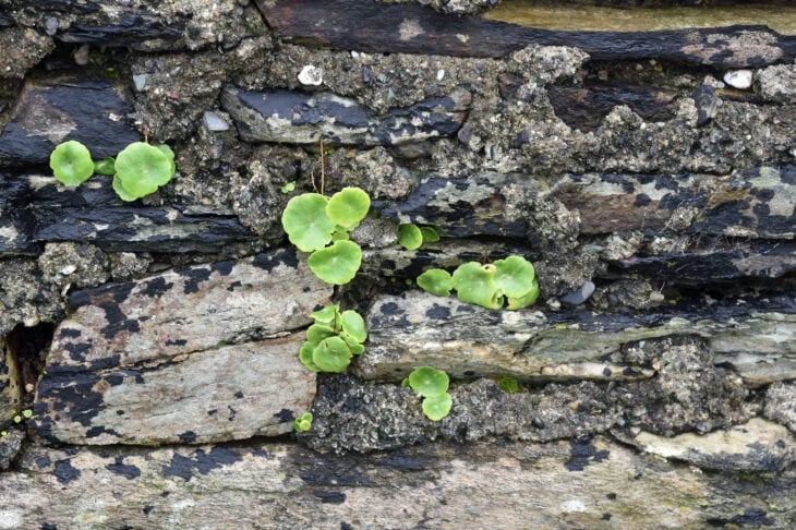 Navelwort - Umbilicus rupestris