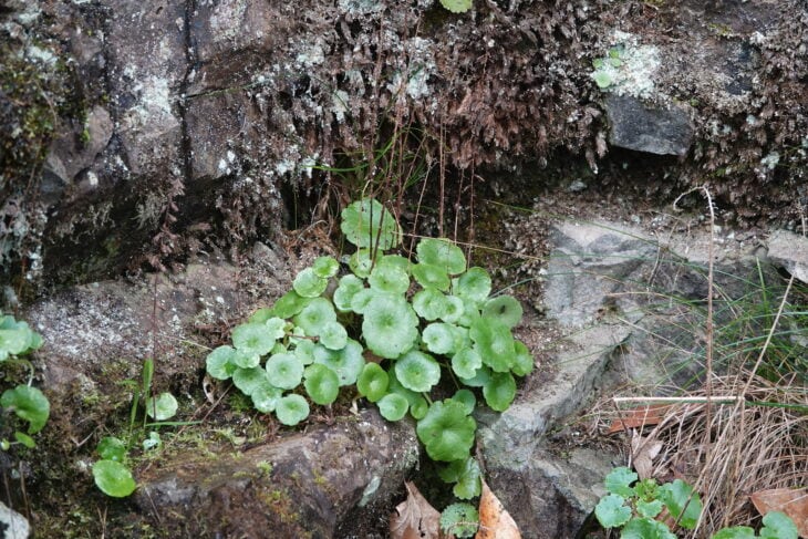 Navelwort - Umbilicus rupestris