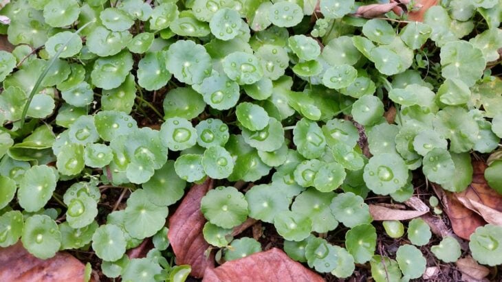 Navelwort - Umbilicus rupestris