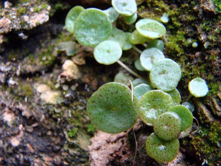 Navelwort - Umbilicus rupestris