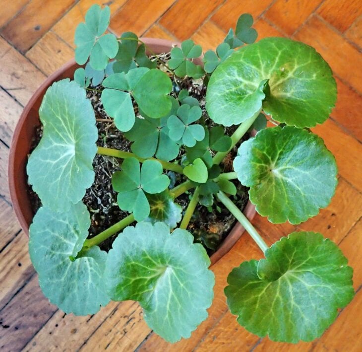 Navelwort - Umbilicus rupestris