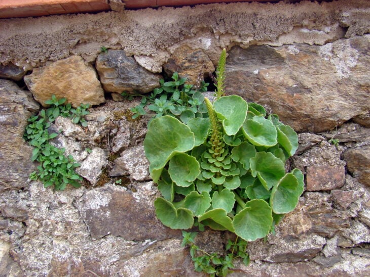 Navelwort - Umbilicus rupestris