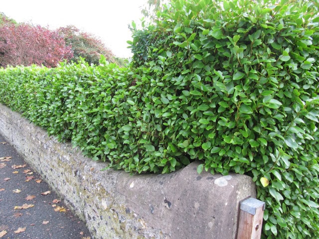New Zealand Broadleaf - Griselinia littoralis