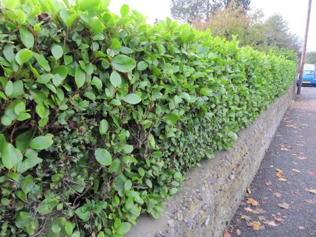 New Zealand Broadleaf - Griselinia littoralis