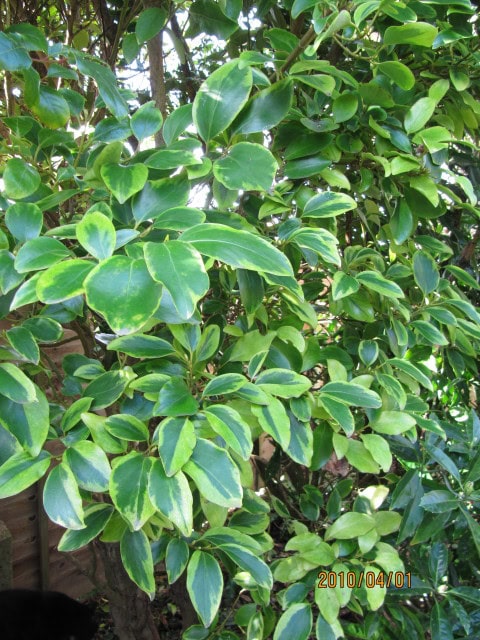 New Zealand Broadleaf - Griselinia littoralis