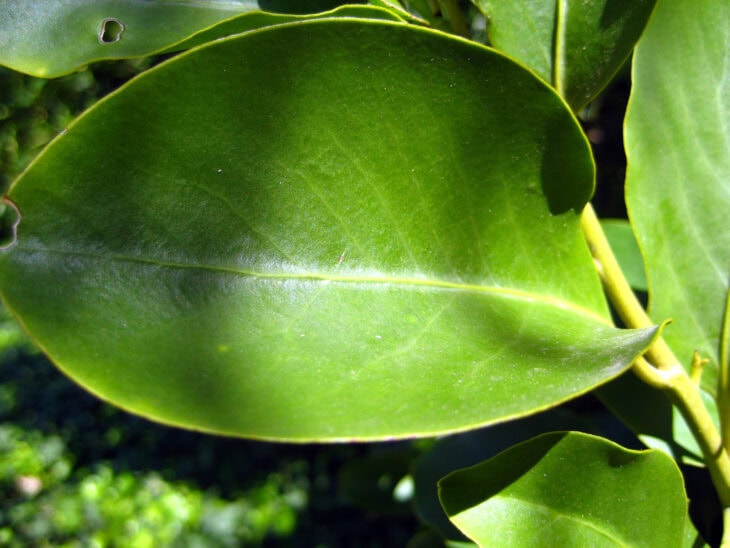 New Zealand Broadleaf - Griselinia littoralis