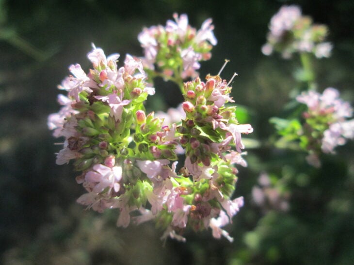 Oregano - Origanum vulgare