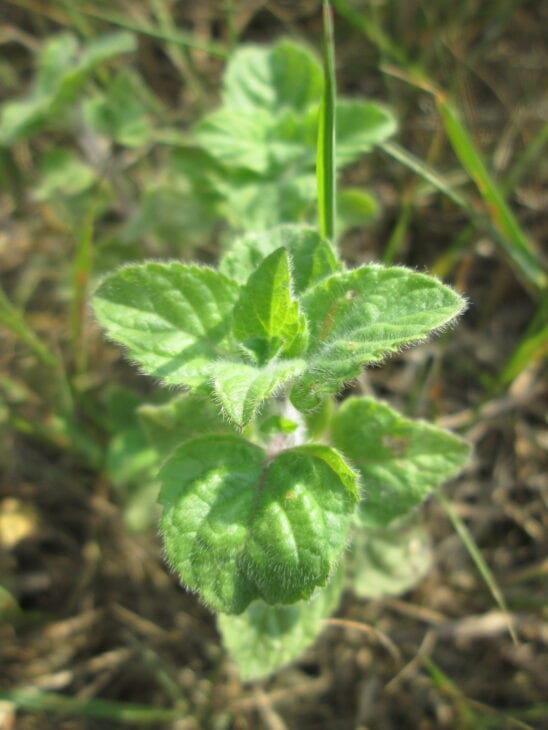 Oregano - Origanum vulgare