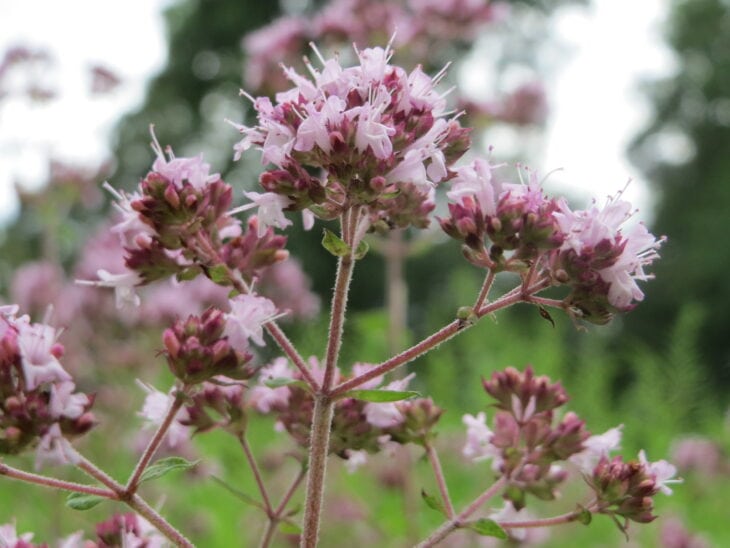 Oregano - Origanum vulgare