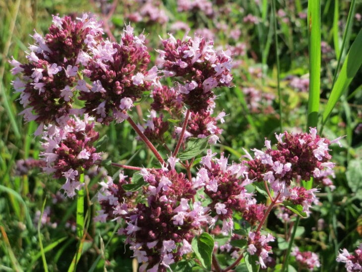 Oregano - Origanum vulgare