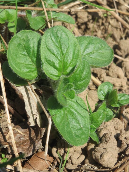 Oregano - Origanum vulgare