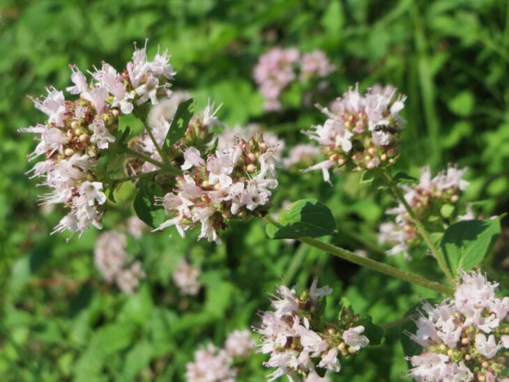 Oregano - Origanum vulgare