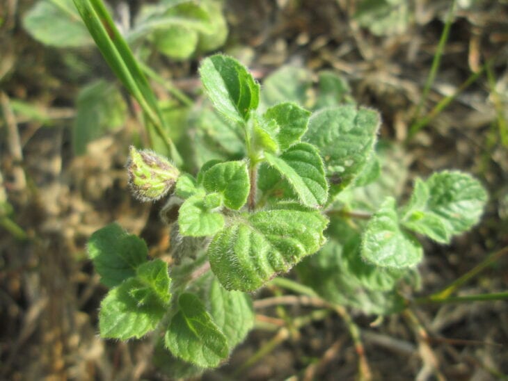 Oregano - Origanum vulgare