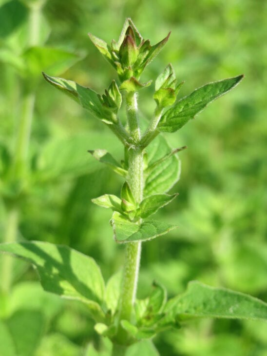 Oregano - Origanum vulgare