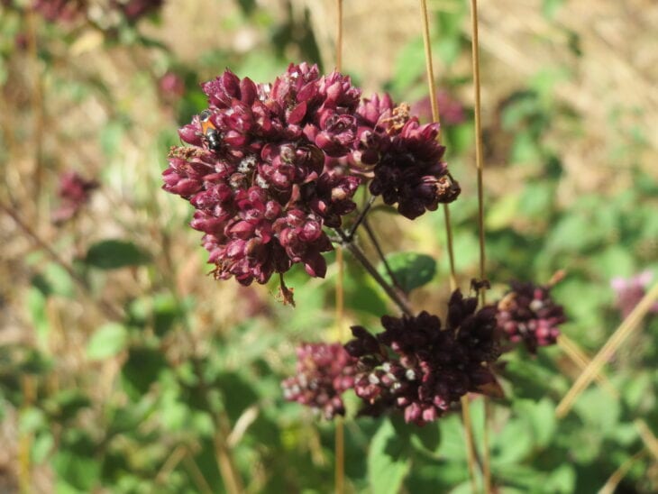 Oregano - Origanum vulgare
