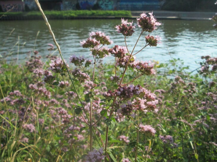 Oregano - Origanum vulgare