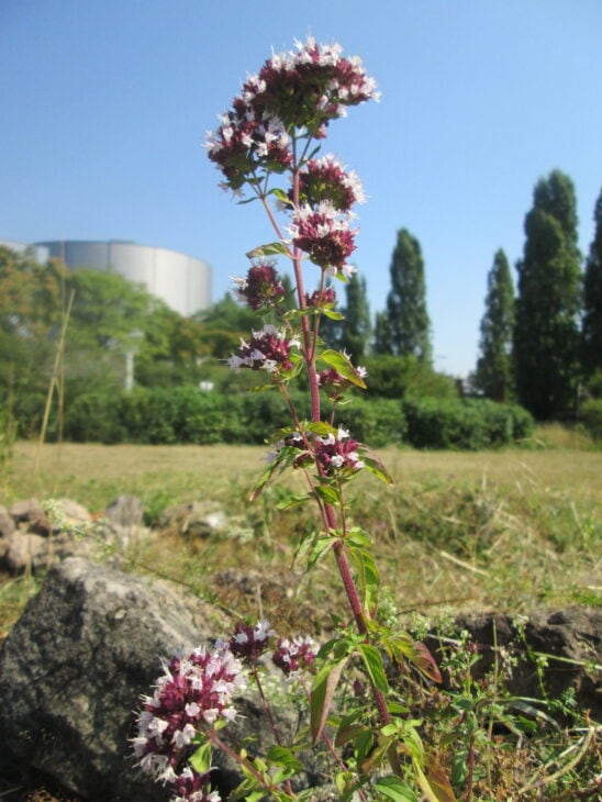 Oregano - Origanum vulgare