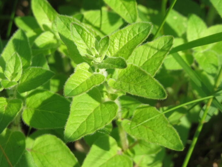 Oregano - Origanum vulgare