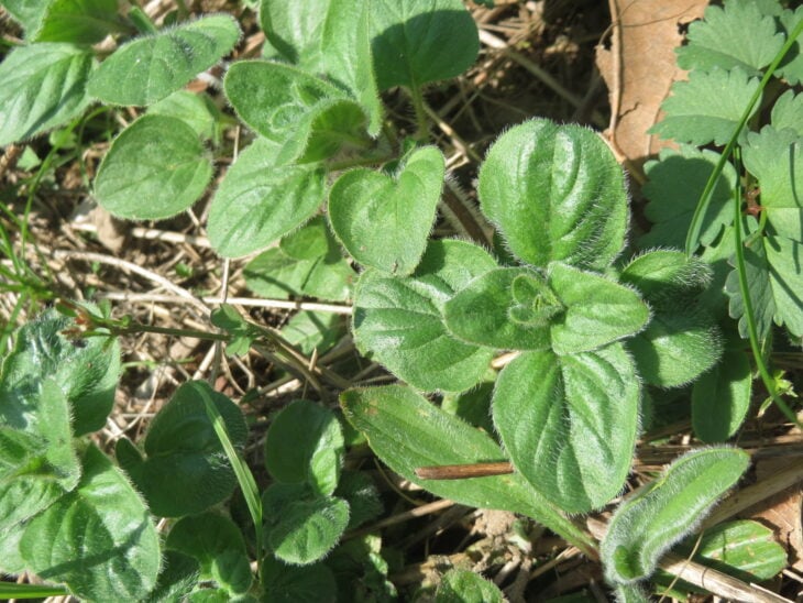 Oregano - Origanum vulgare