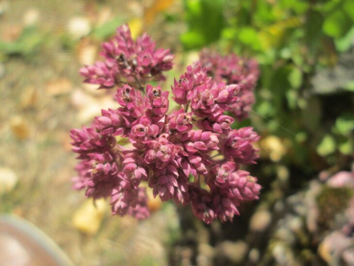 Oregano - Origanum vulgare