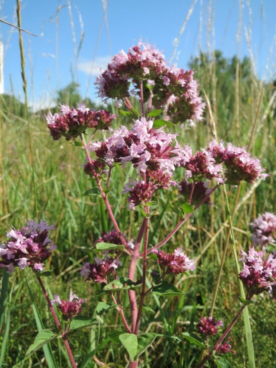 Oregano - Origanum vulgare