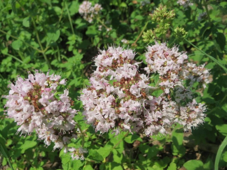 Oregano - Origanum vulgare