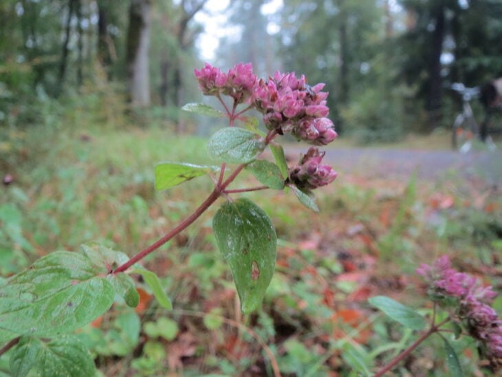 Oregano - Origanum vulgare