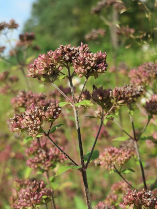 Oregano - Origanum vulgare
