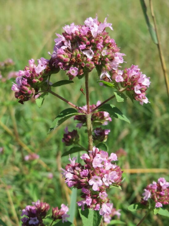 Oregano - Origanum vulgare