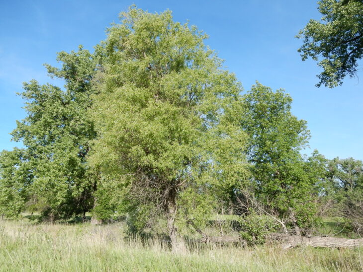 Peachleaf Willow - Salix amygdaloides