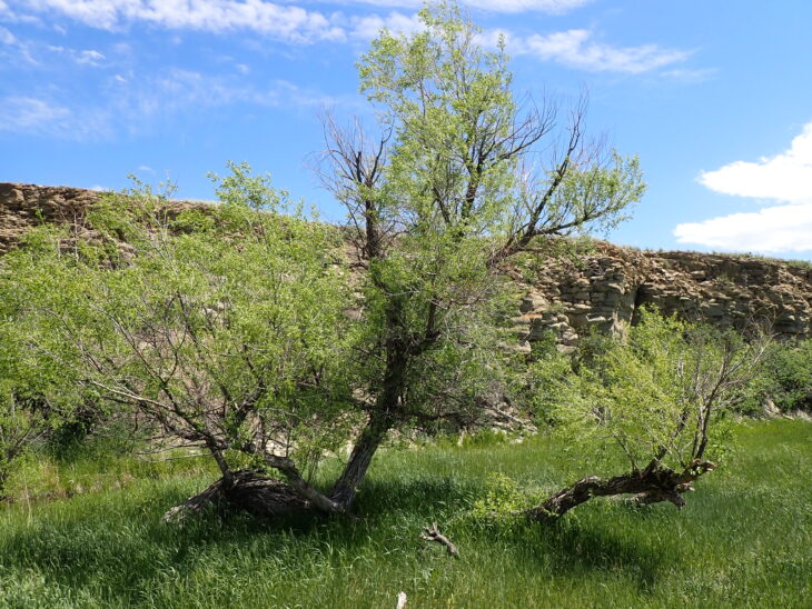 Peachleaf Willow - Salix amygdaloides