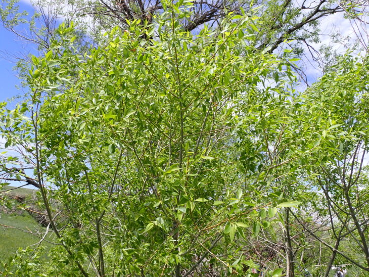 Peachleaf Willow - Salix amygdaloides