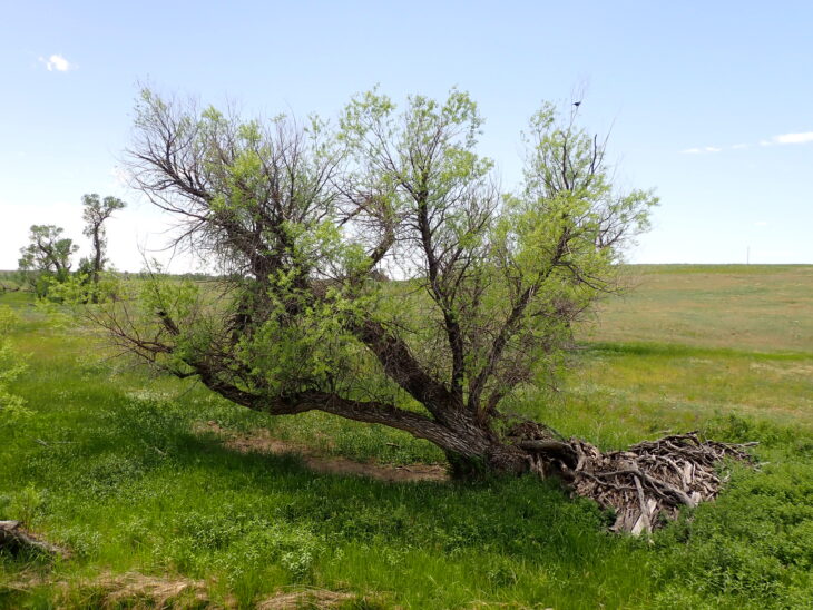 Peachleaf Willow - Salix amygdaloides