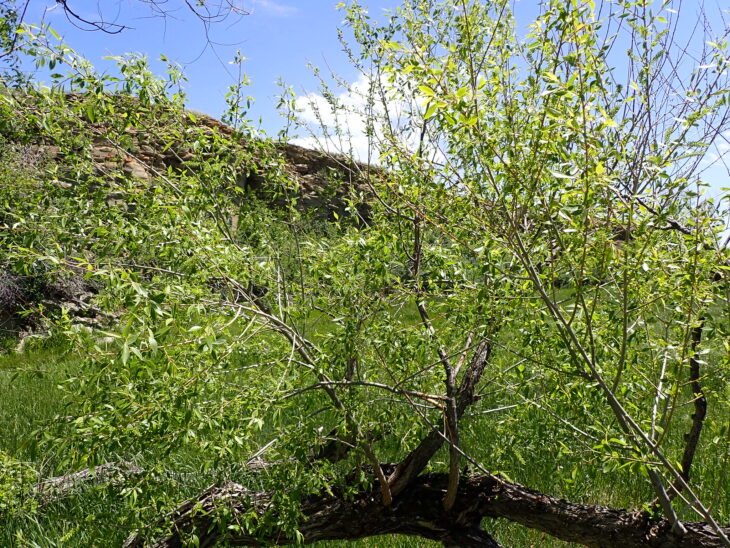 Peachleaf Willow - Salix amygdaloides