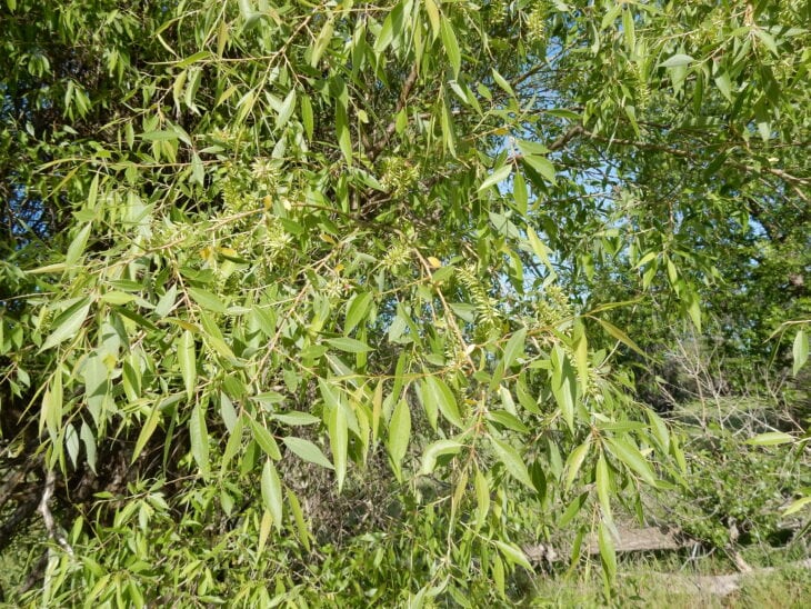 Peachleaf Willow - Salix amygdaloides