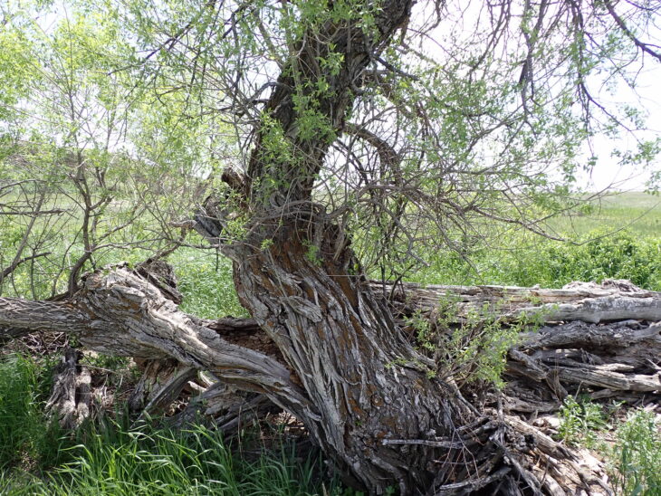 Peachleaf Willow - Salix amygdaloides