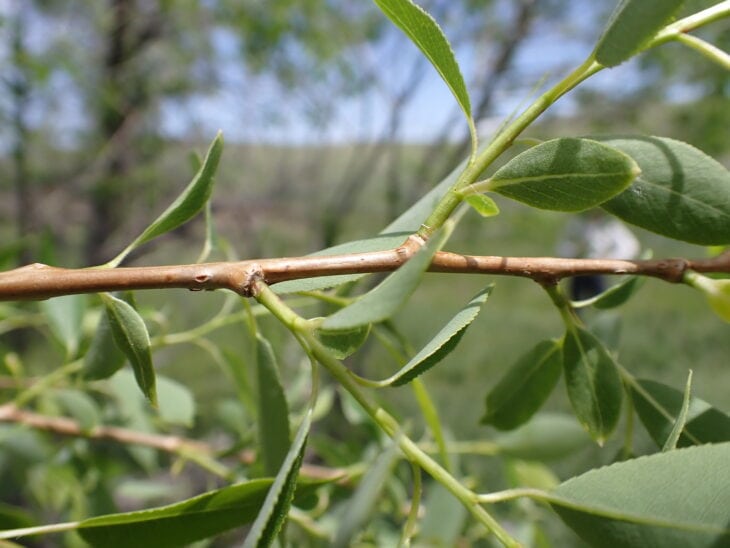 Peachleaf Willow - Salix amygdaloides